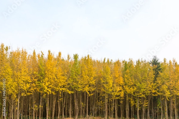 Obraz 은행나무숲