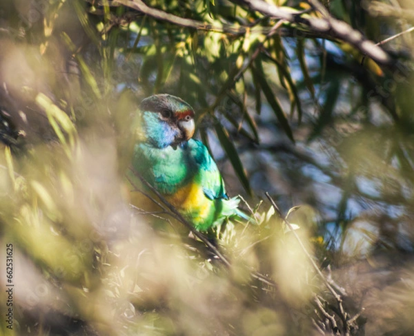 Fototapeta ring-neck parrot