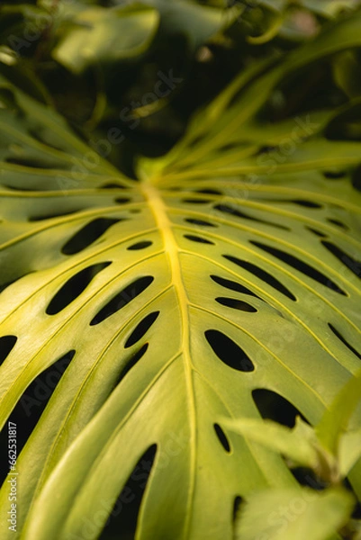 Fototapeta leaf background