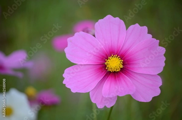 Fototapeta コスモス畑