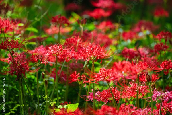 Fototapeta 赤い曼珠沙華の花