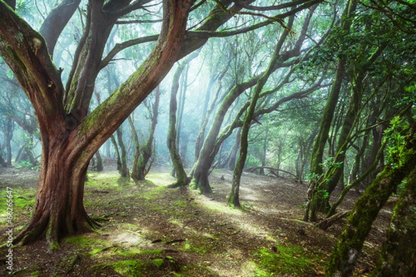 Obraz unusual forest