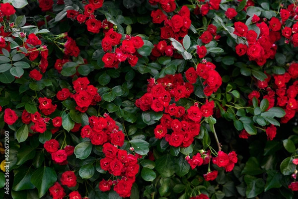 Fototapeta Bushes of bright red roses on a green background