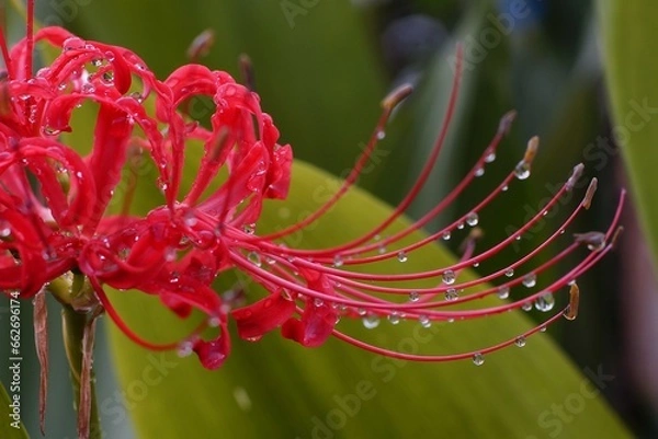 Fototapeta 彼岸花アップ