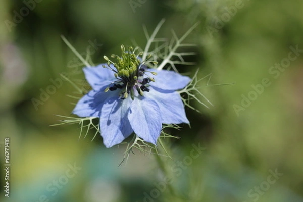 Fototapeta Цветок нигеллы