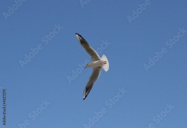 Fototapeta Mew in the sky
