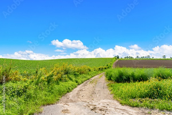 Fototapeta 夏の北海道美瑛・富良野