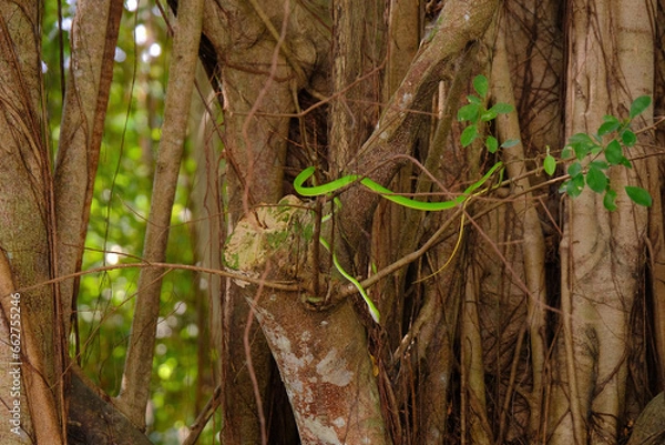 Fototapeta Oriental Whip Snake (Ahaetulla prasina) curled on a branch of a banyan tree in a park. This bright green snake is native to Singapore, and is mildly venomous. Spotted in yishun park.