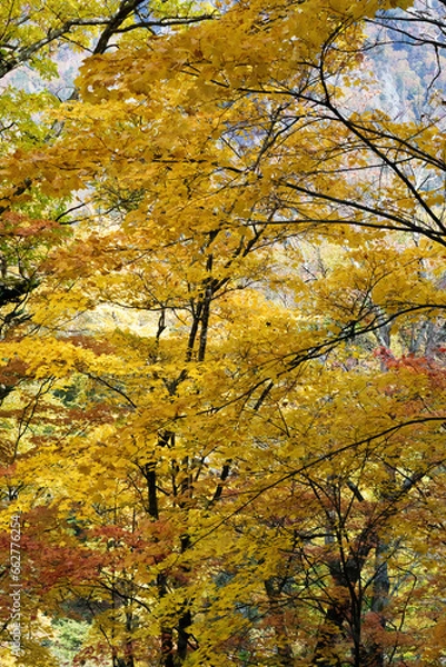 Fototapeta 紅葉谷