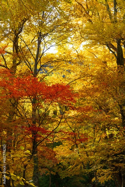 Fototapeta 紅葉谷