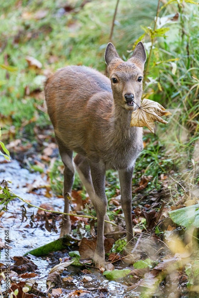 Fototapeta 子鹿