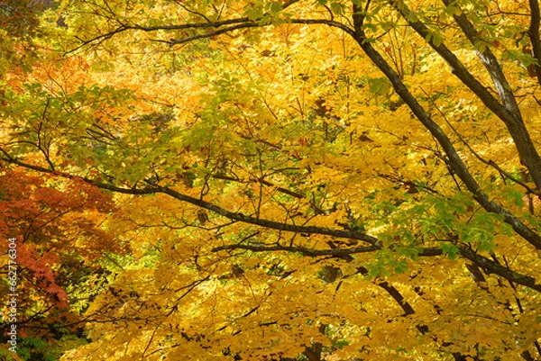 Fototapeta 紅葉谷