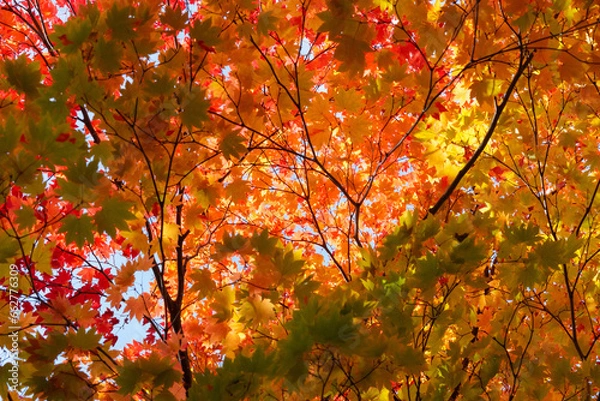 Fototapeta 紅葉谷