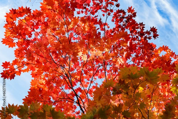 Fototapeta 紅葉谷