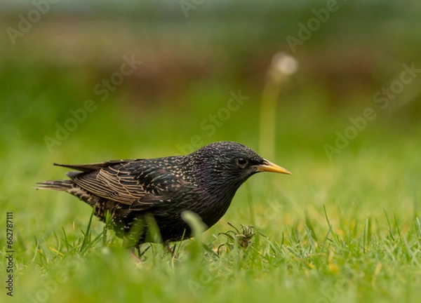 Obraz starling on a green meadow