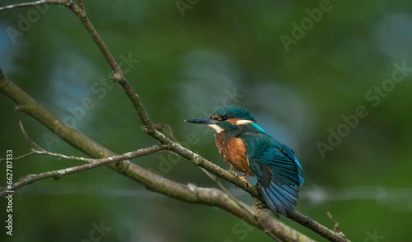Obraz Kingfisher  - Zimorodek