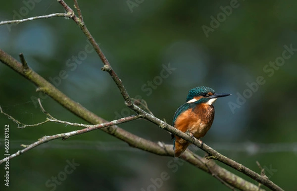 Obraz Kingfisher  - Zimorodek