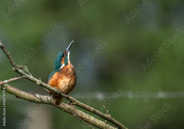 Obraz Kingfisher  - Zimorodek