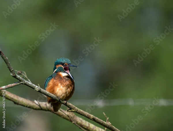 Obraz Kingfisher  - Zimorodek