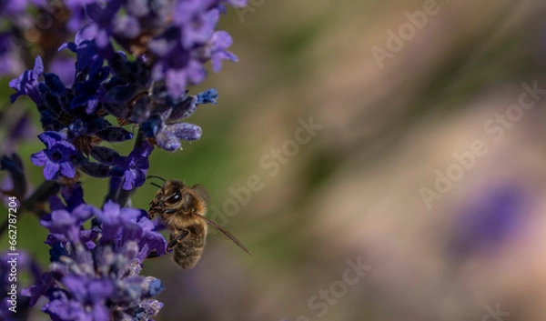 Obraz Bee on a lavender flower