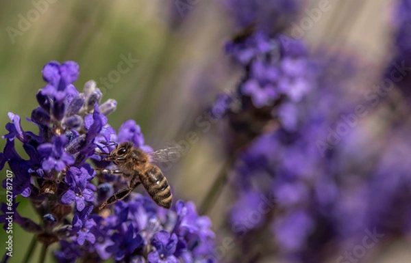 Obraz Bee on a lavender flower
