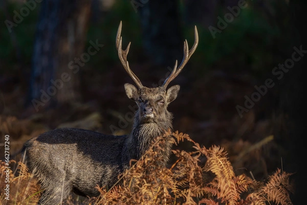 Obraz Male Sika Deer
