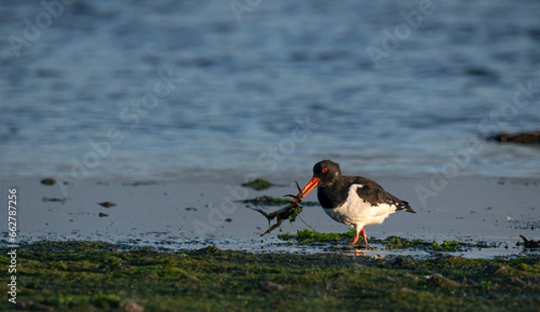 Obraz oyster catcher - Ostrygojad