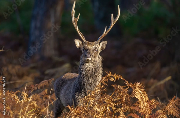Obraz Male Sika Deer
