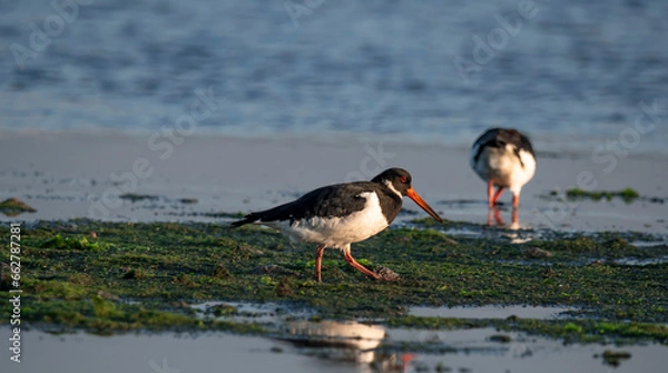 Obraz oyster catcher - Ostrygojad