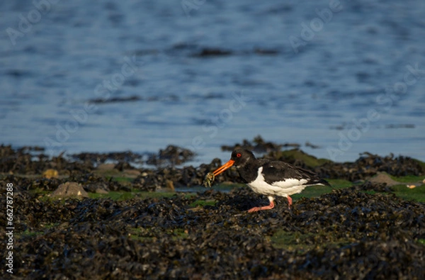 Obraz oyster catcher - Ostrygojad