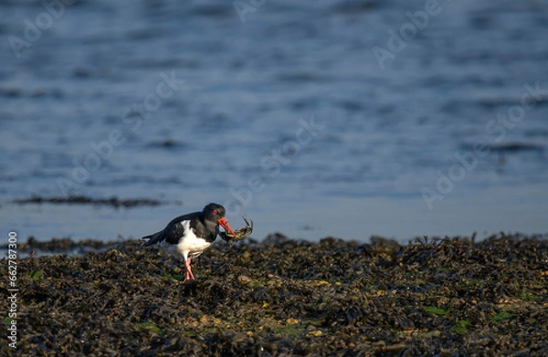 Obraz oyster catcher - Ostrygojad