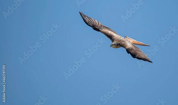 Obraz Red kite