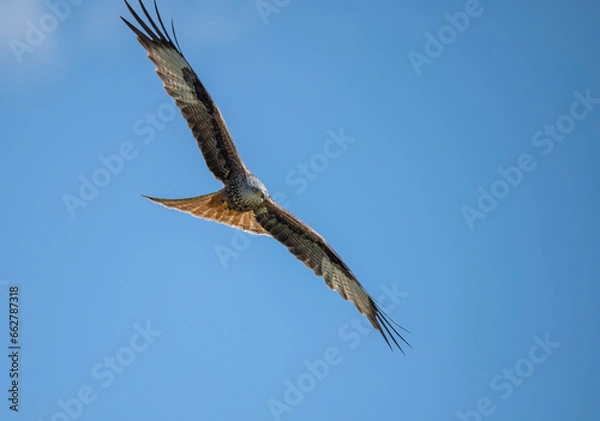 Obraz Red kite