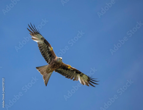 Obraz Czerwony latawiec