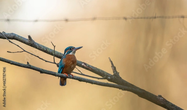 Obraz Kingfisher  - Zimorodek
