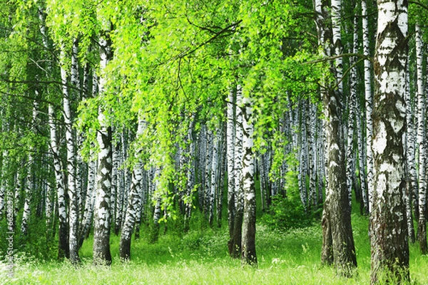 Obraz birch forest