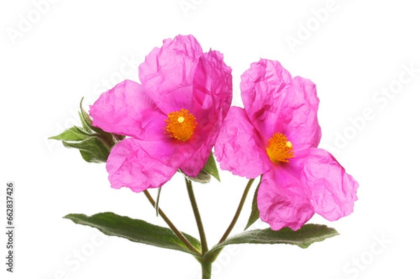 Obraz Two magenta cistus flowers