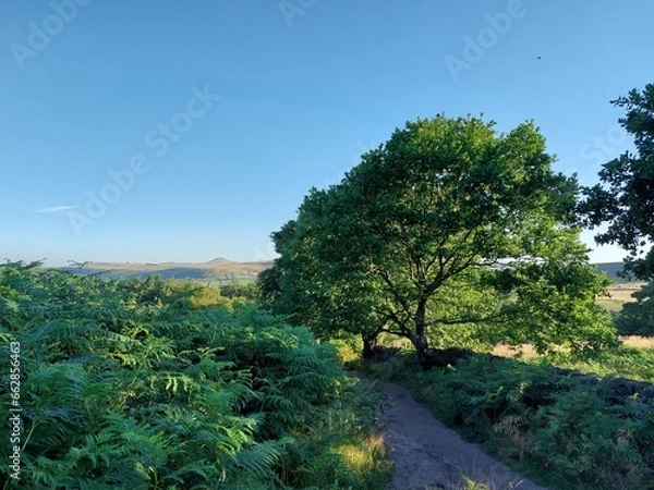 Fototapeta landscape with trees