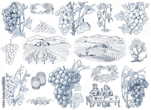 Obraz Ilustracja winorośli