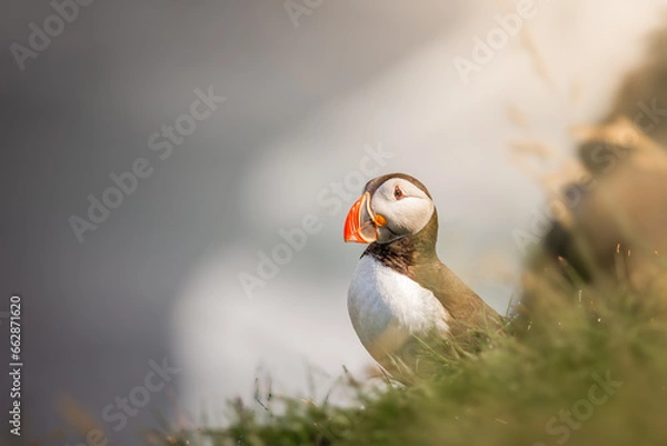 Obraz Lone Puffin gaze