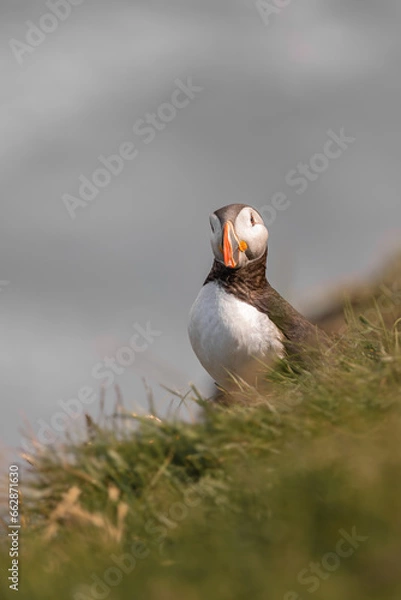 Obraz Lone Puffin gaze
