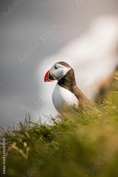 Obraz The beautiful Lone Puffin gaze