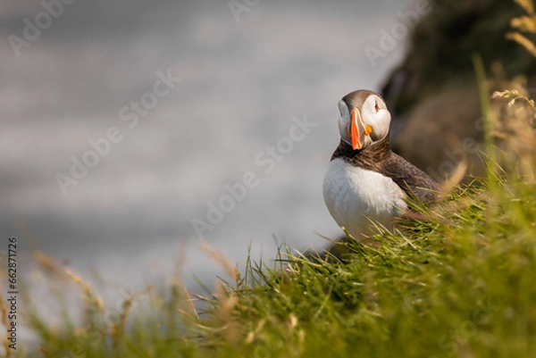 Obraz The beautiful Lone Puffin
