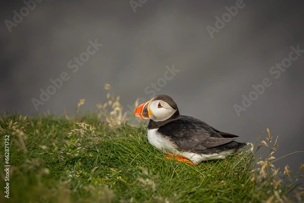 Obraz Icelandic Puffin enjoying a summer day
