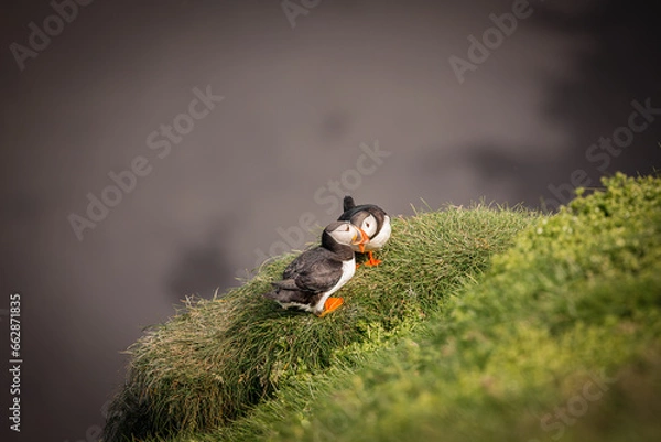 Obraz Puffin Love