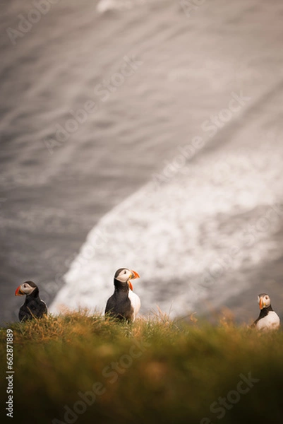Obraz The Puffin Tribe