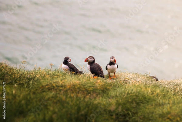 Obraz The Puffin Clan