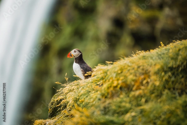 Obraz Puffin and the Waterfall