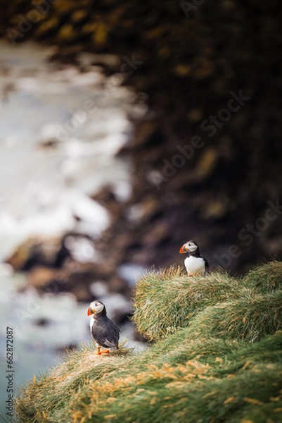 Obraz A Puffin's Solitude