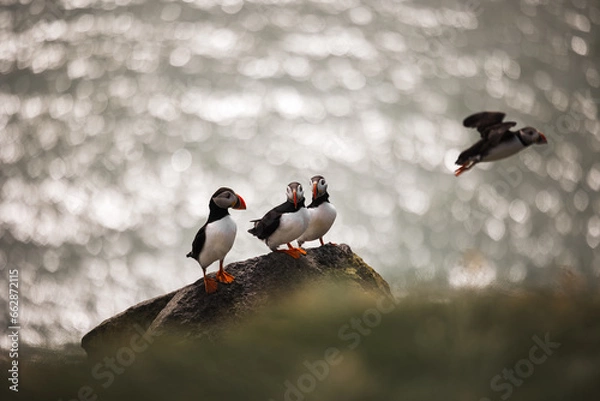 Obraz A Puffin Family's Bond